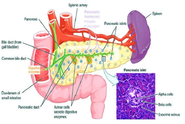 প্যানক্রিয়াটিক ডায়াবেটিস