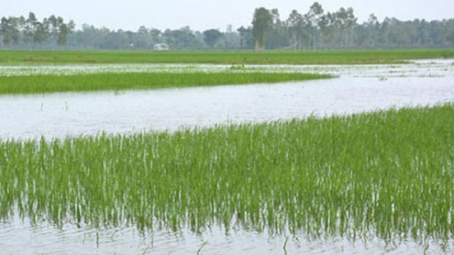 সিরাজগঞ্জে পানির নিচে ৬০৯২ হেক্টর ফসলি জমি