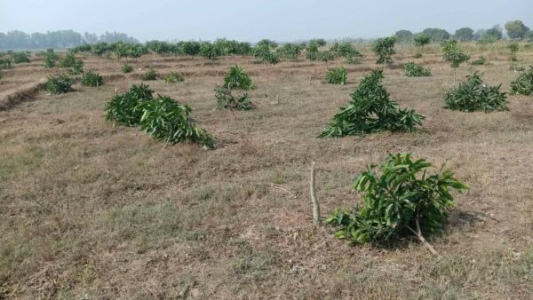 নিয়ামতপুরে রাতের আঁধারে কৃষকের ৪০০ গাছ কেটে ফেলল দূর্বৃত্তরা 