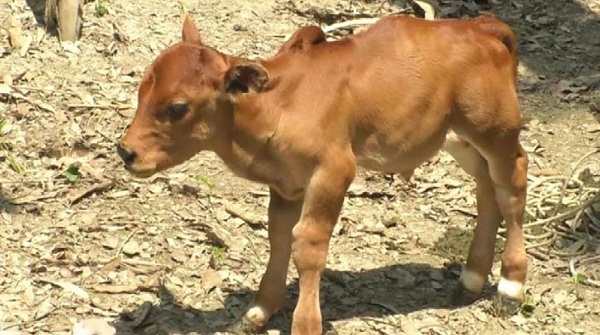 ১৪ ইঞ্চির বাছুর দেখতে ভিড়