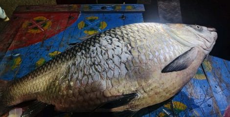জেলের জালে ধরা পড়লো ৪০ কেজির বিশাল কাতলা