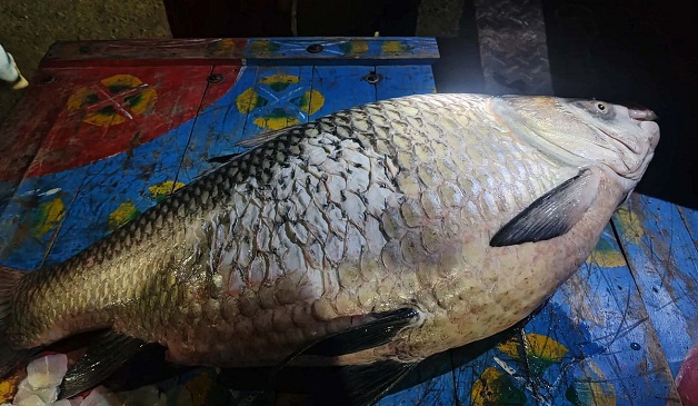 জেলের জালে ধরা পড়লো ৪০ কেজির বিশাল কাতলা