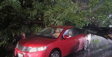 ধানমন্ডিতে গাছ পড়ে দুমড়ে-মুচড়ে গেছে দুটি প্রাইভেটকার