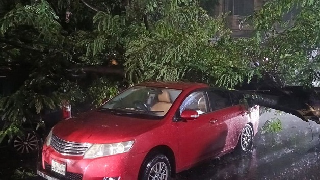 ধানমন্ডিতে গাছ পড়ে দুমড়ে-মুচড়ে গেছে দুটি প্রাইভেটকার
