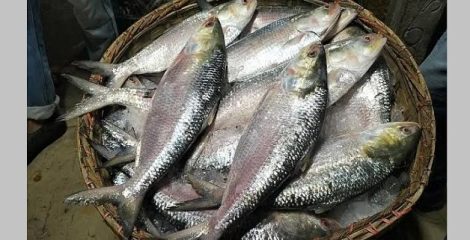 তাজা ইলিশ চেনার উপায়
