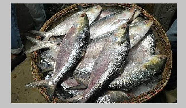 তাজা ইলিশ চেনার উপায়