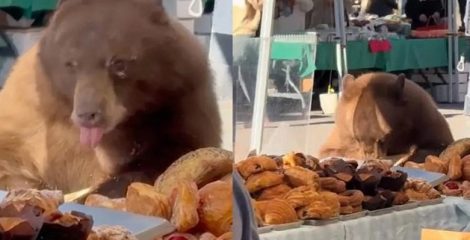 পেস্ট্রি ও তাজা রুটি খেতে দোকানে হানা দিল ক্ষুধার্ত ভাল্লুক