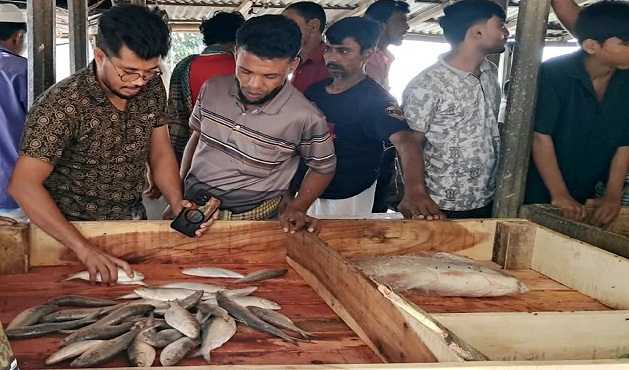 ইলিশ ধরতে পদ্মা-মেঘনায় চাঁদপুরের জেলেরা, সরগরম হয়ে উঠেছে আড়ত